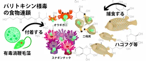 パリトキシン