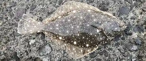 活けのイシガレイは高級魚？