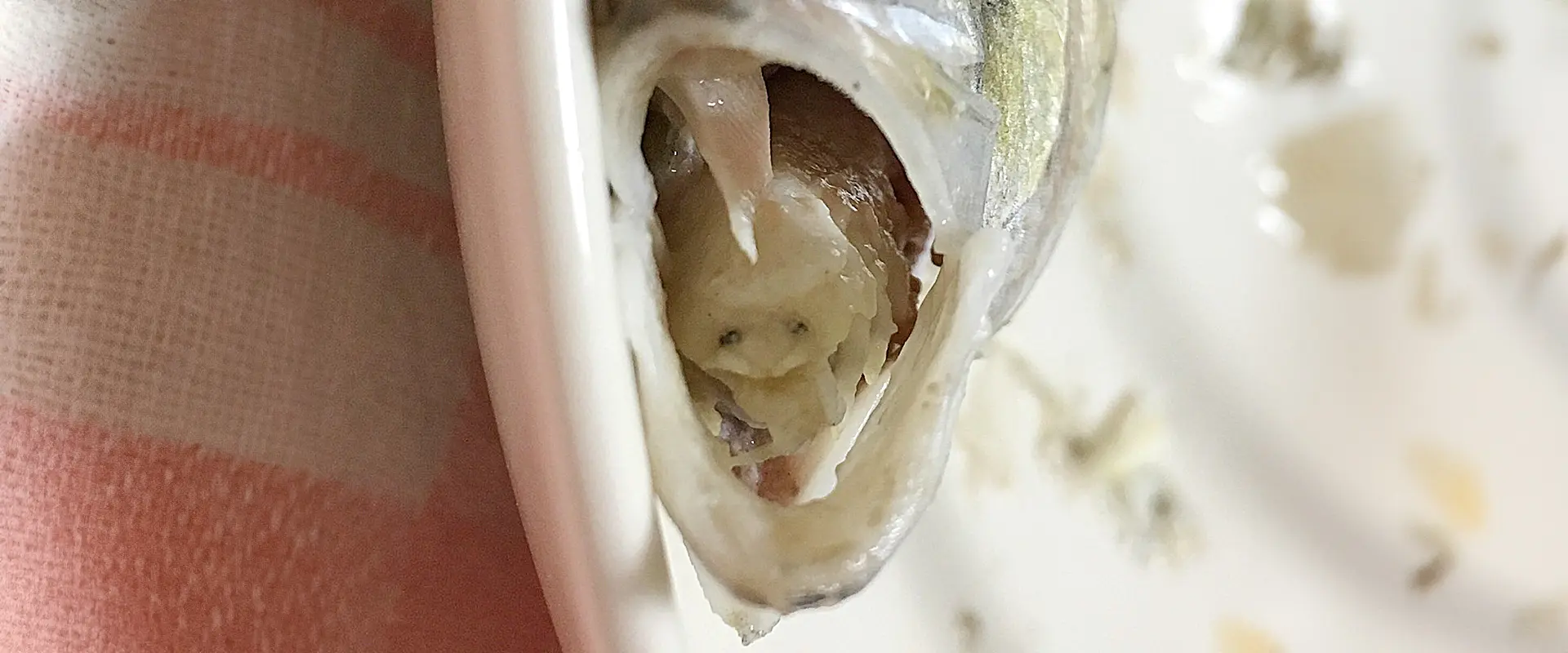 タイノエ（ウオノエ）を食べる？かわいい縁起物？寄生虫のその味は？まとめ