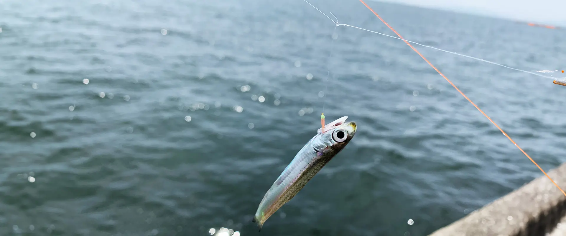 そもそもカタクチイワシとはどんな魚？食べ過ぎ注意？